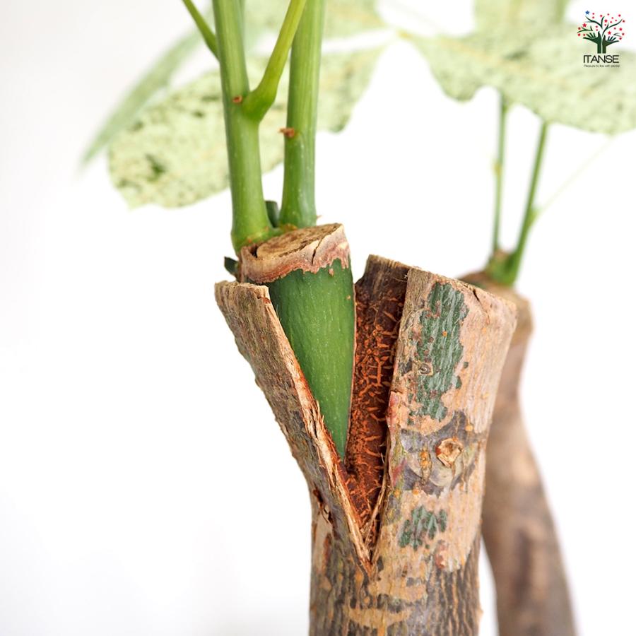 パキラ ミルキーウェイ 観葉植物 6号/1個売り リビング オフィス 事務