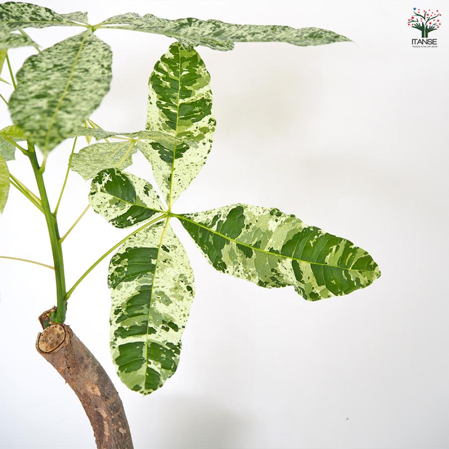 パキラ ミルキーウェイ 観葉植物 6号/1個売り リビング オフィス 事務