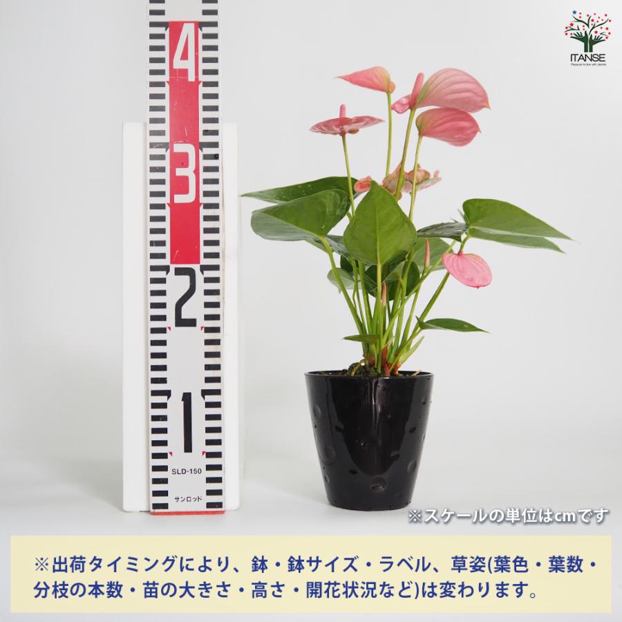 アンスリウム ロイヤルピンクチャンピオン 観葉植物 4号/1個売り