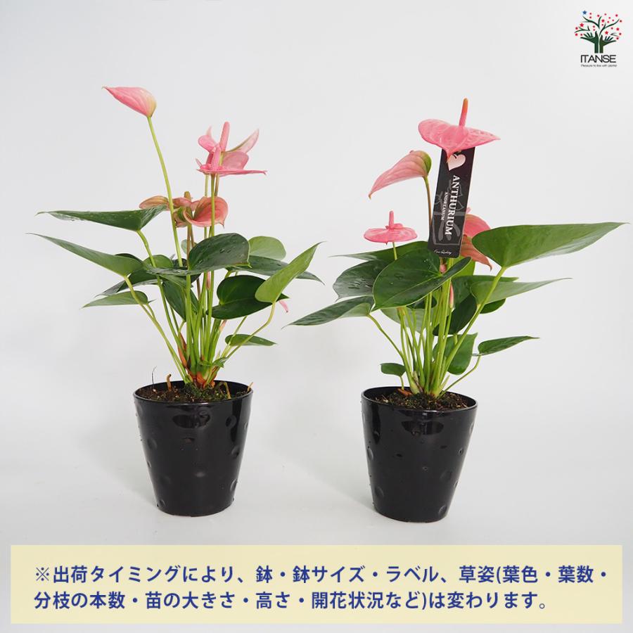 アンスリウム ロイヤルピンクチャンピオン 観葉植物 4号/1個売り