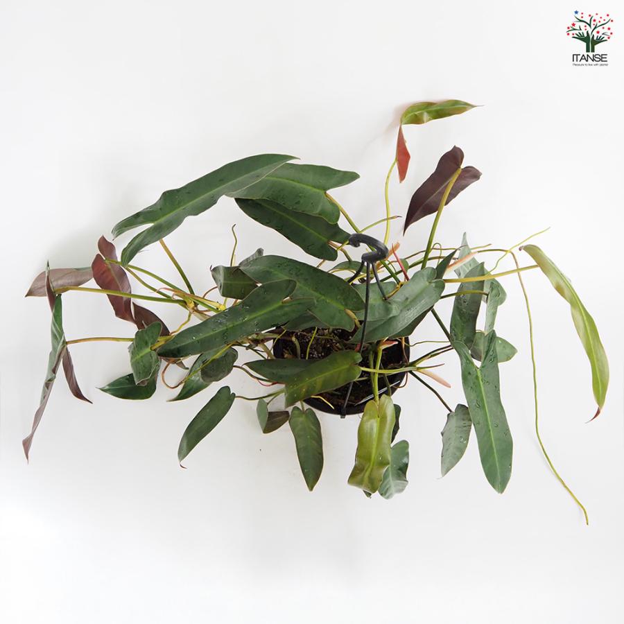 フィロデンドロン アタバポエンセ 観葉植物 6号/1個売り フィロデン