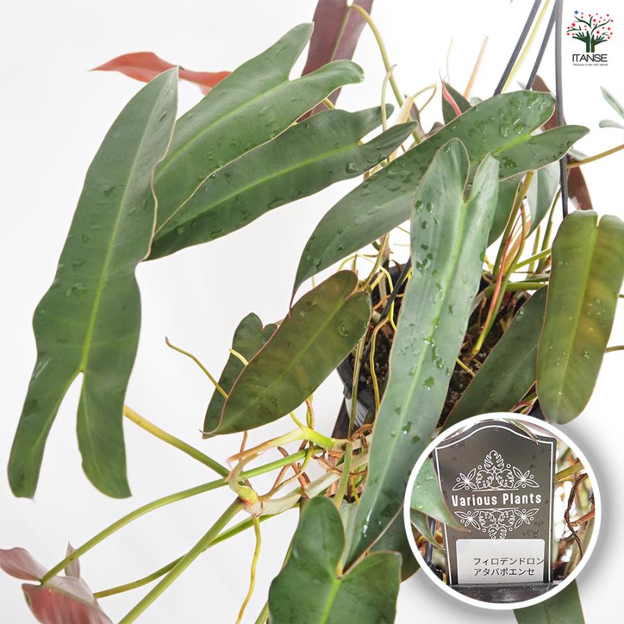 超絶希少❗️美斑❗️フィロデンドロン　アタバポエンセ　斑入り✨ フィロデンドロン アタバポエンセ 観葉植物 6号/1個売り フィロデン