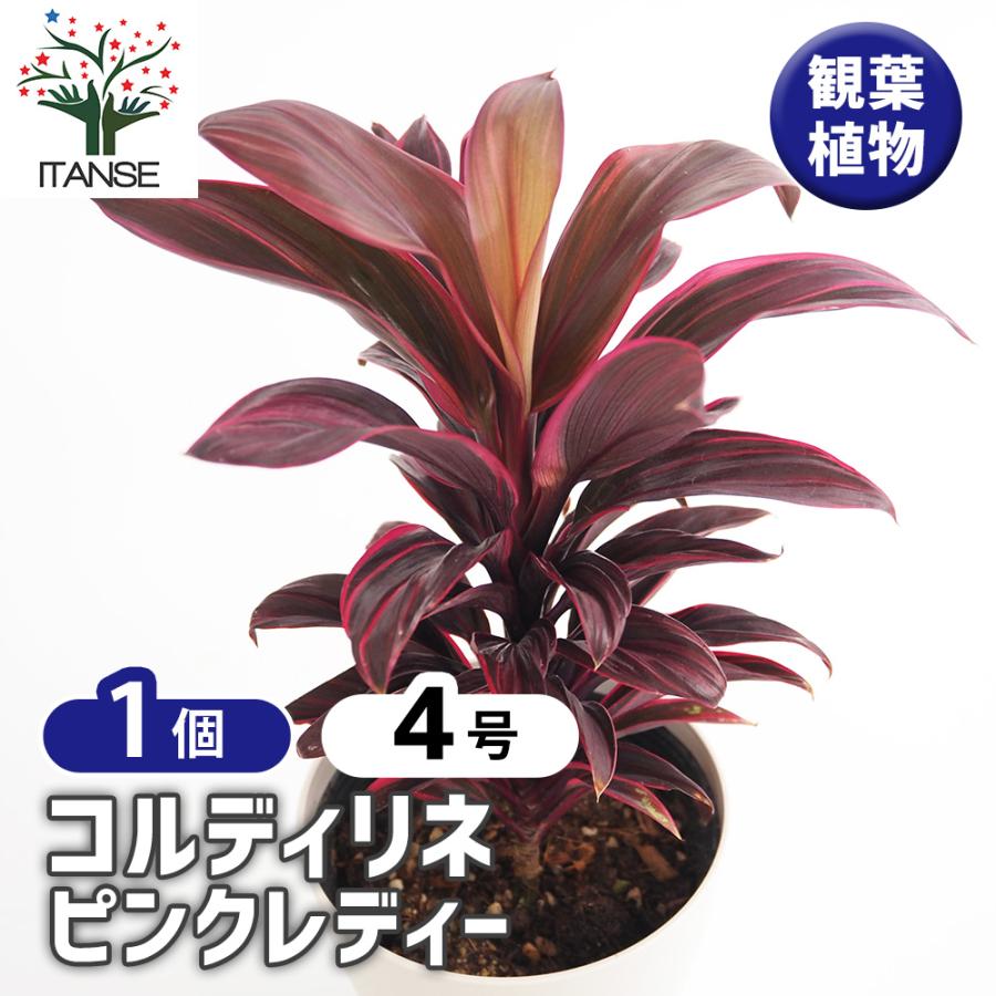 コルディリネ ピンクレディー 観葉植物 4号/1個売り 園芸品種 苗木