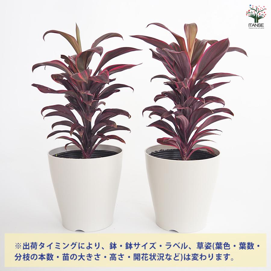 コルディリネ ピンクレディー 観葉植物 4号/1個売り 園芸品種 苗木