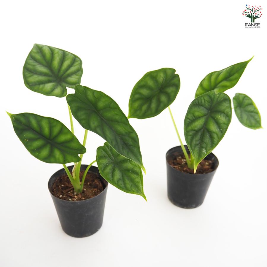 アロカシア ドラゴンスケール マーブル 2本セット TC アロカシア ドラゴンスケール 観葉植物 3号/お買い得2個セット