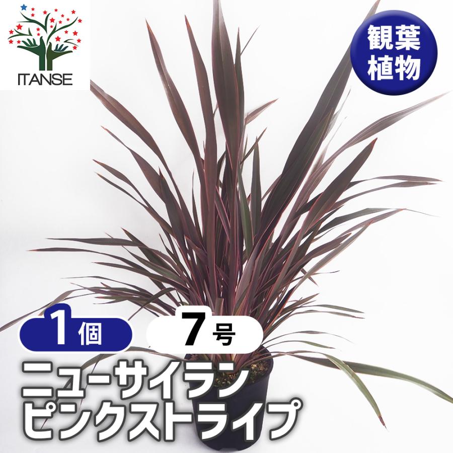 ニューサイラン(入才蘭) ピンクストライプ 観葉植物 7号/1個売り