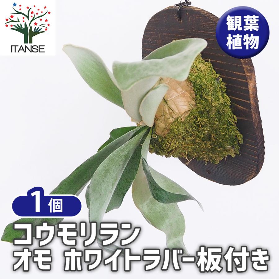 コウモリラン オモ ホワイトラバー板付き 観葉植物 /1個売り