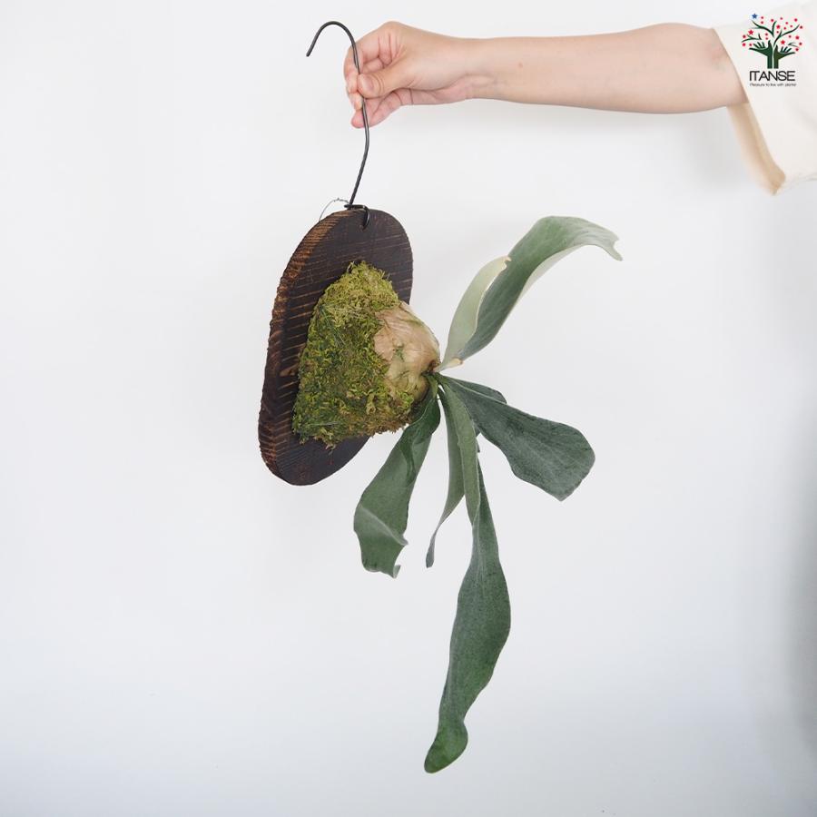 コウモリラン オモ ホワイトラバー板付き 観葉植物 /1個売り