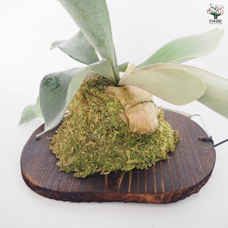 コウモリラン オモ ホワイトラバー板付き 観葉植物 /1個売り