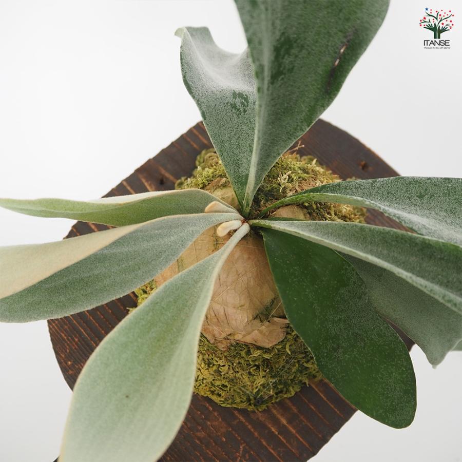 コウモリラン オモ ホワイトラバー板付き 観葉植物 /1個売り