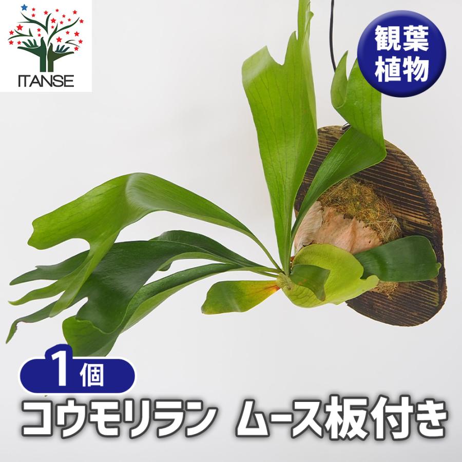 コウモリラン ムース板付き 観葉植物 /1個売り Platycerium