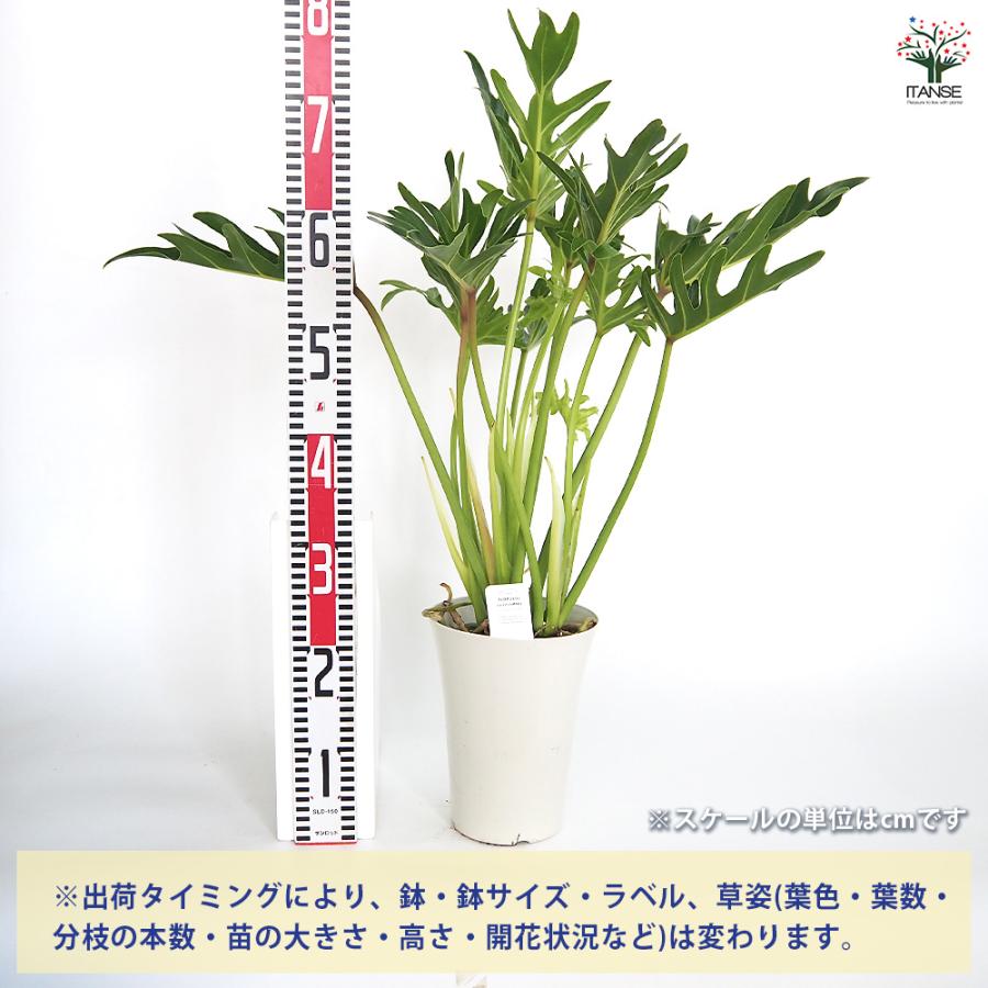 現品　フィロデンドロン　ジャイアントザナドゥ　1番　幹上がり　ドライガーデン 現品 フィロデンドロン ジャイアントザナドゥ 1番 幹上がり