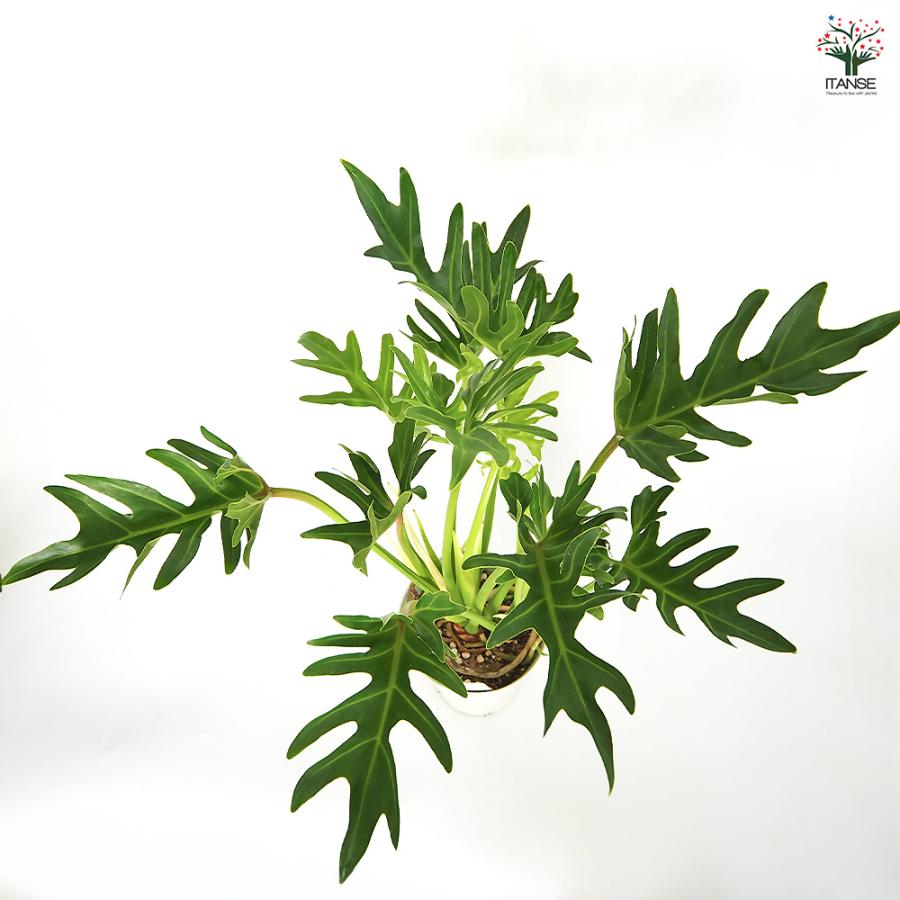 フィロデンドロン ジャイアントザナドゥ 観葉植物 6号/1個売り
