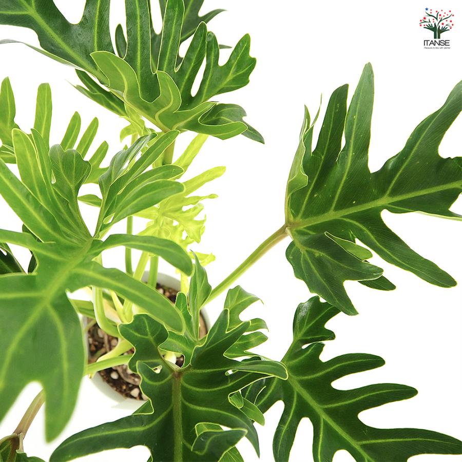 フィロデンドロン ジャイアントザナドゥ 観葉植物 6号/1個売り