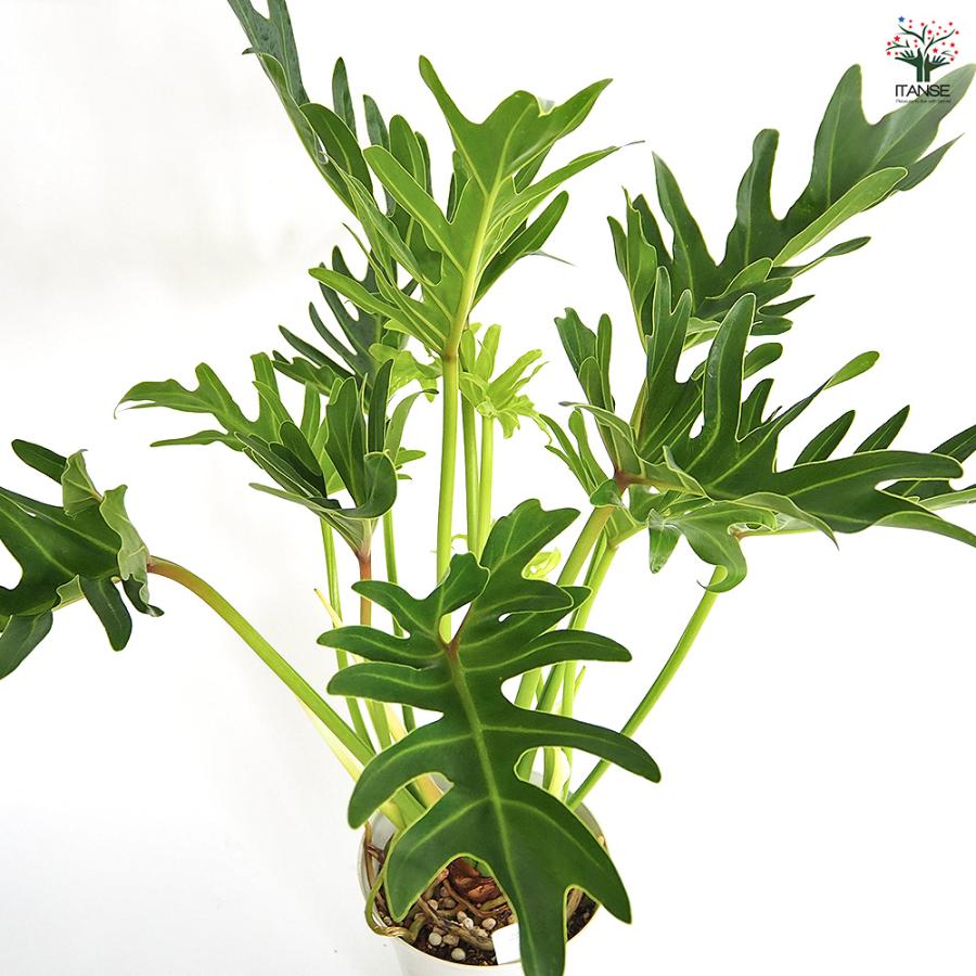 フィロデンドロン ジャイアントザナドゥ 観葉植物 6号/1個売り