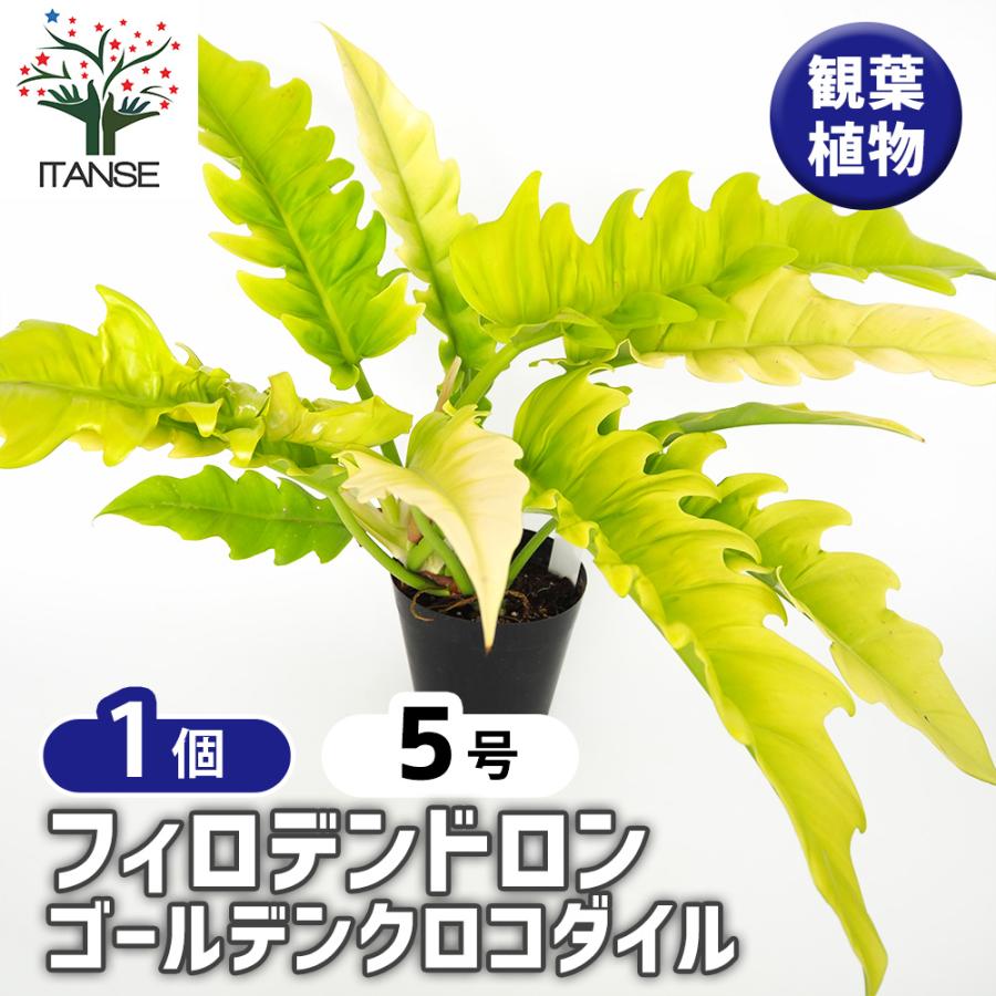 フィロデンドロン ゴールデンクロコダイル 観葉植物 5号/1個売り
