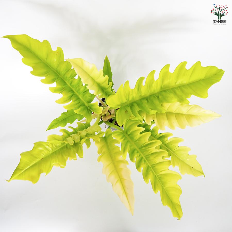 フィロデンドロン ゴールデンクロコダイル 観葉植物 5号/1個売り