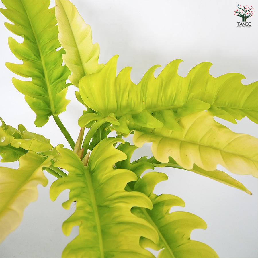 フィロデンドロン ゴールデンクロコダイル 観葉植物 5号/1個売り