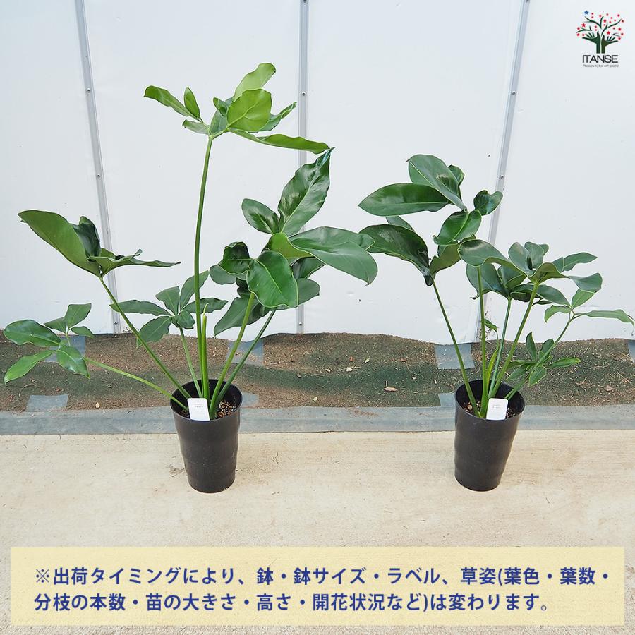フィロデンドロン ゴエルディ 斑入りのフィロデンドロン・ゴエルディ 🔥🔥🔥 : r/RareHouseplants