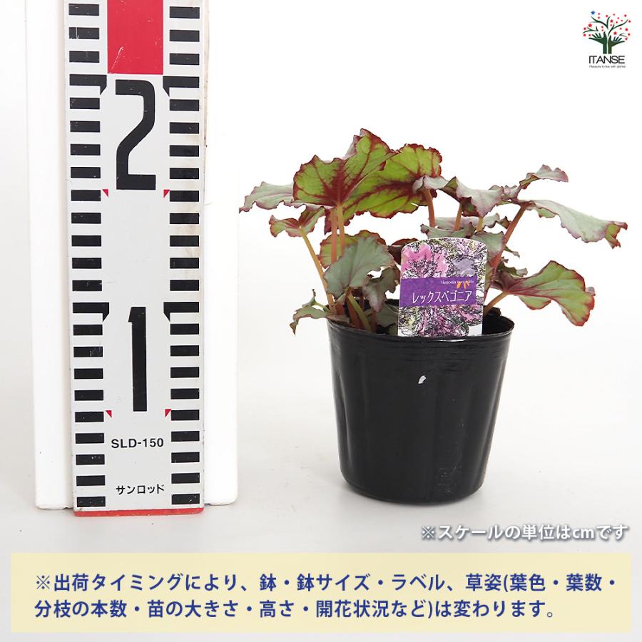 レックスベゴニア G.Red 観葉植物 3.5号/お買い得2個セット インテリア