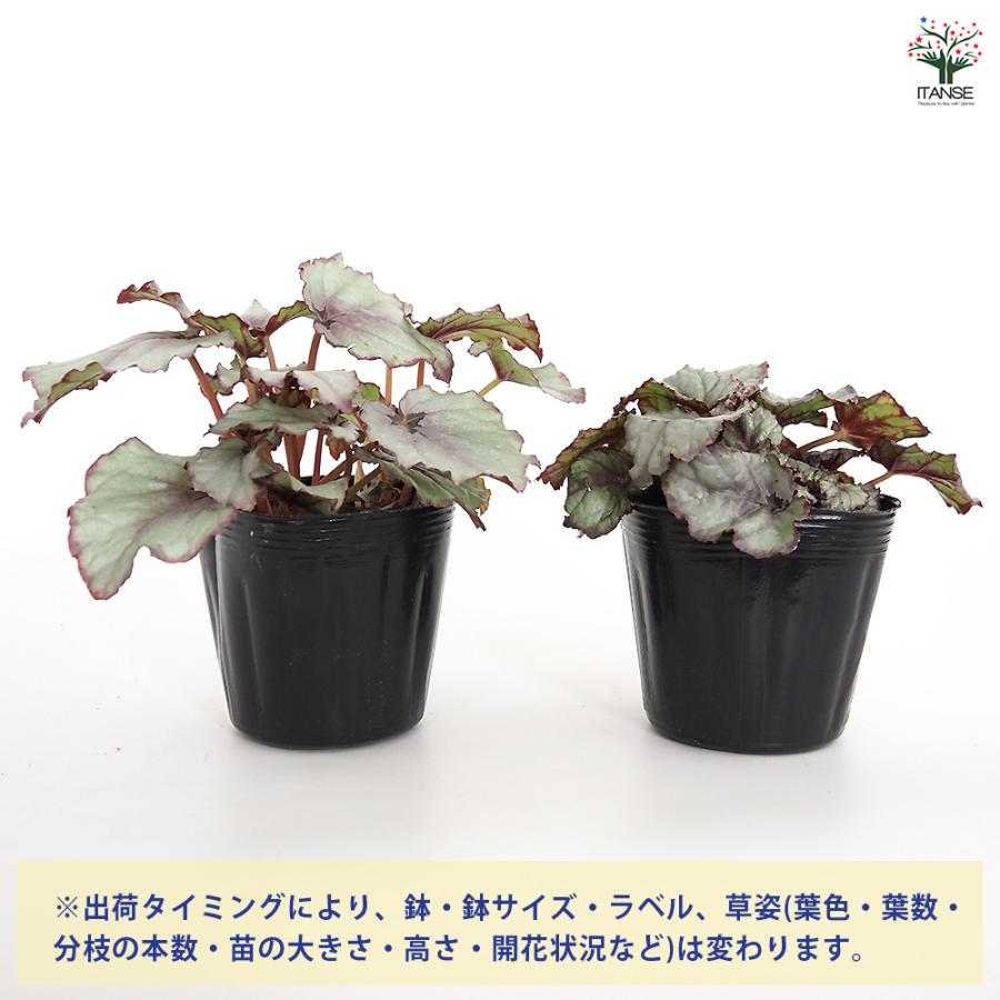 レックスベゴニア G.Red 観葉植物 3.5号/お買い得2個セット インテリア