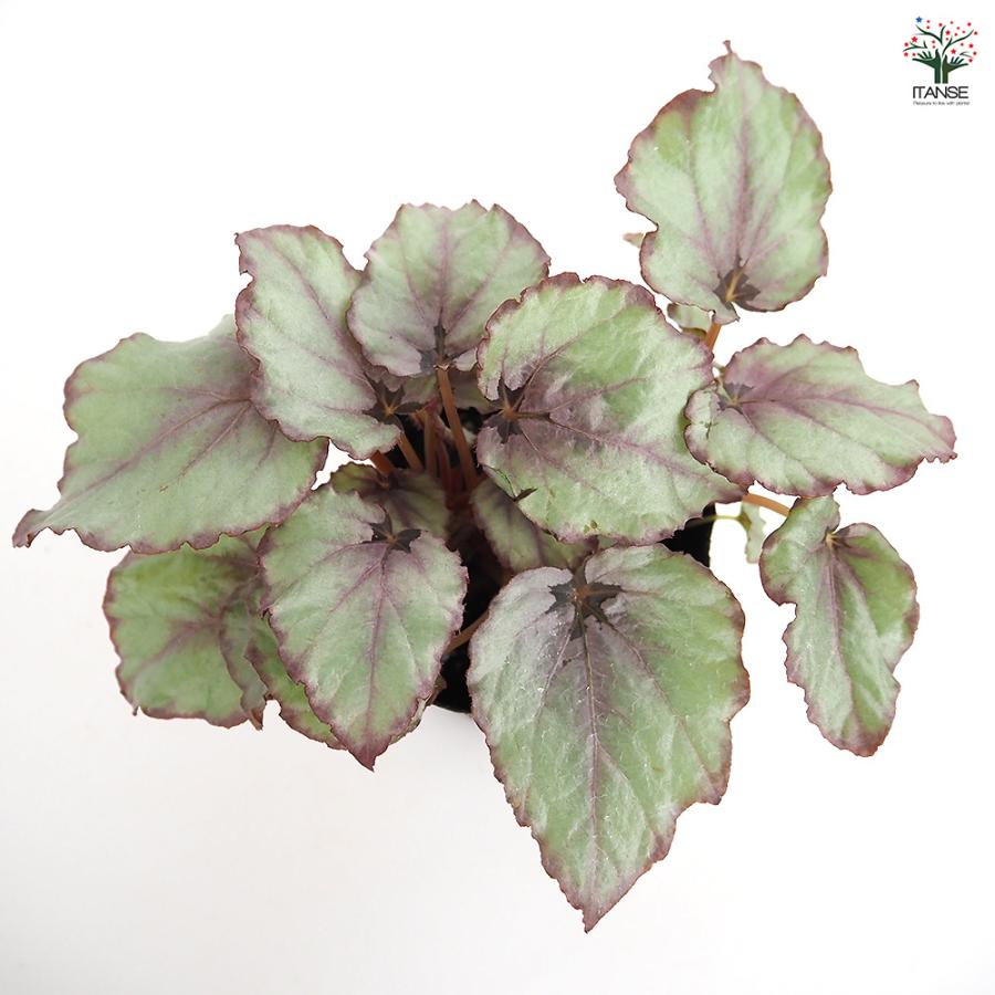 レックスベゴニア G.Red 観葉植物 3.5号/お買い得2個セット インテリア