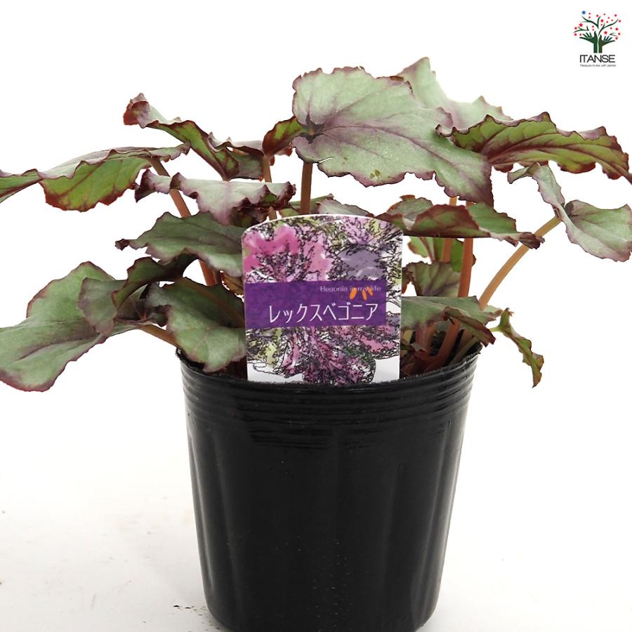 レックスベゴニア G.Red 観葉植物 3.5号/お買い得2個セット インテリア