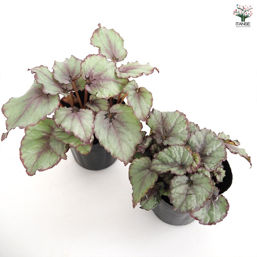 レックスベゴニア G.Red 観葉植物 3.5号/お買い得2個セット インテリア