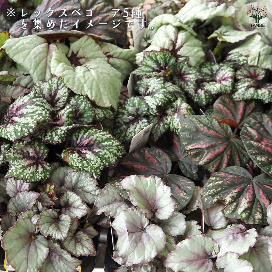 レックスベゴニア G.Red 観葉植物 3.5号/お買い得2個セット インテリア