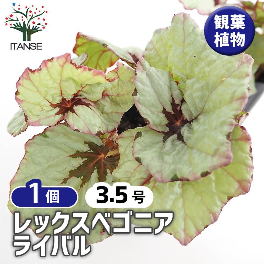 レックスベゴニア ライバル 観葉植物 3.5号/1個売り インテリア