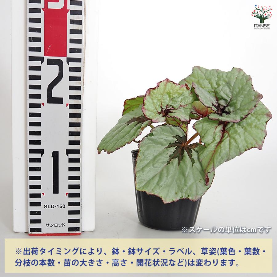 レックスベゴニア ライバル 観葉植物 3.5号/1個売り インテリア