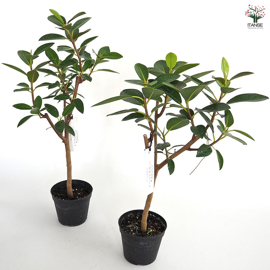 フランスゴム 観葉植物 3.5号/1個売り ゴム ゴムの木 フィカス