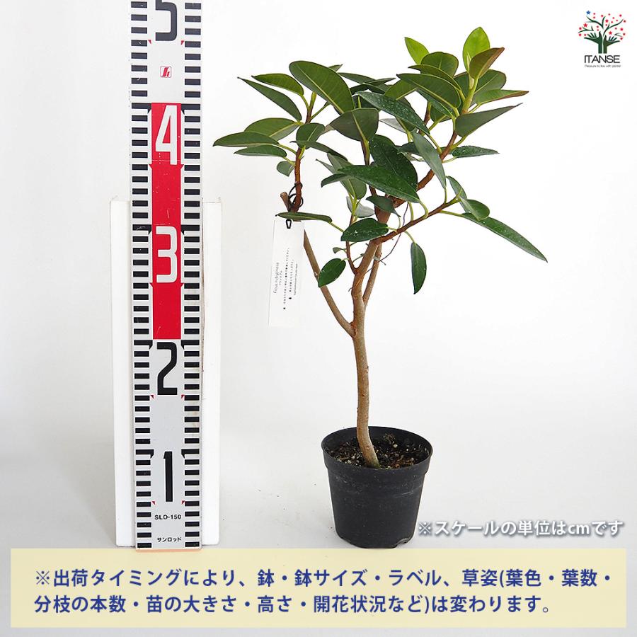 フランスゴム 観葉植物 3.5号/お買い得2個セット ゴム ゴムの木