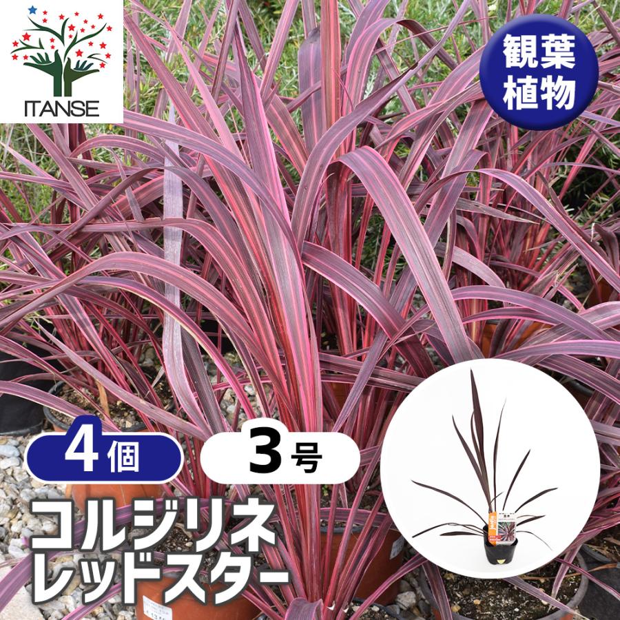 コルジリネ レッドスター 3点セット コルディリネ レッドスター(主木) 観葉植物 3号/お買い得4個セット