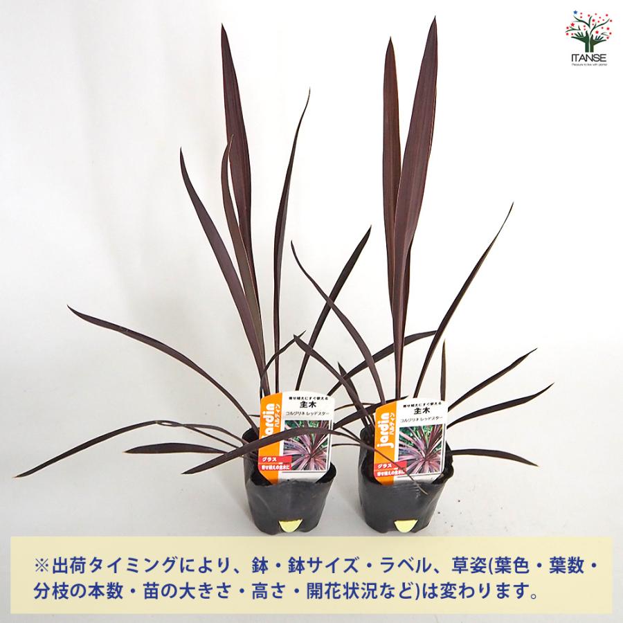 コルディリネ レッドスター(主木) 観葉植物 3号/お買い得4個セット