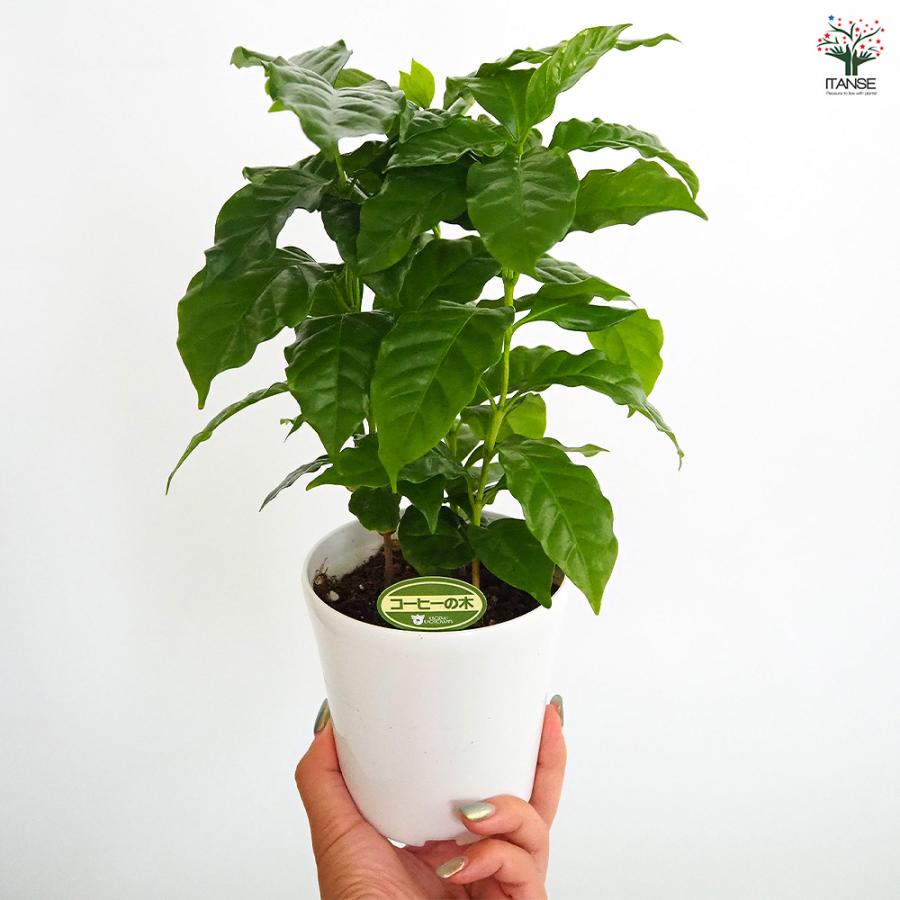 コーヒーの木 観葉植物 4号/1個売り 果樹の苗 果樹の苗木 コーヒー