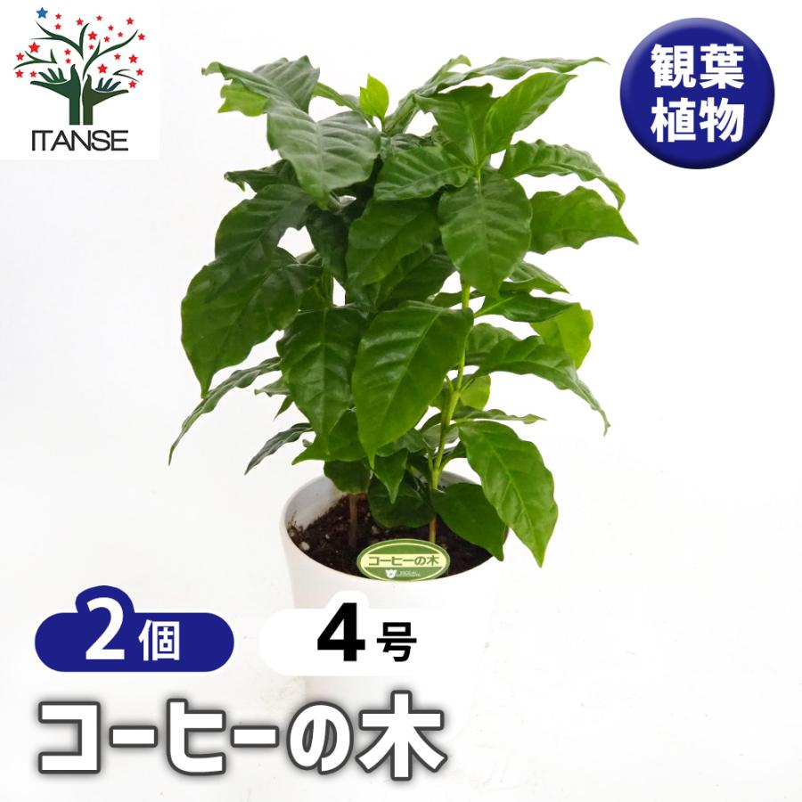 コーヒーの木 観葉植物 4号/お買い得2個セット 果樹の苗 果樹の苗木
