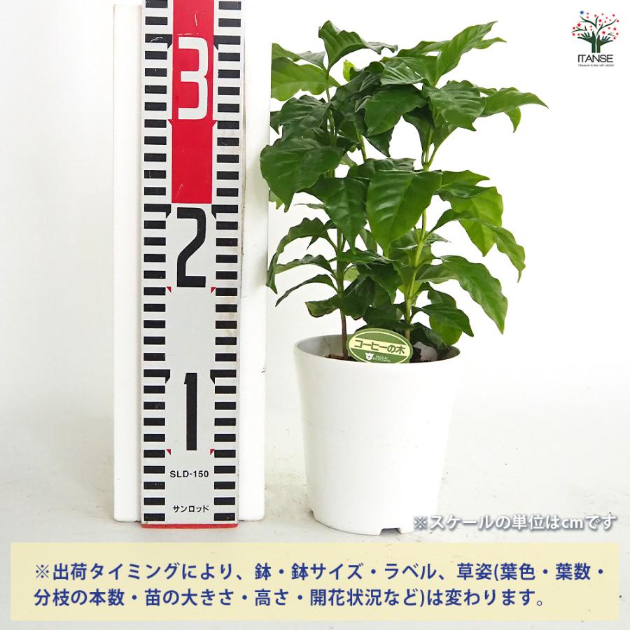 コーヒーの木 観葉植物 4号/お買い得2個セット 果樹の苗 果樹の苗木