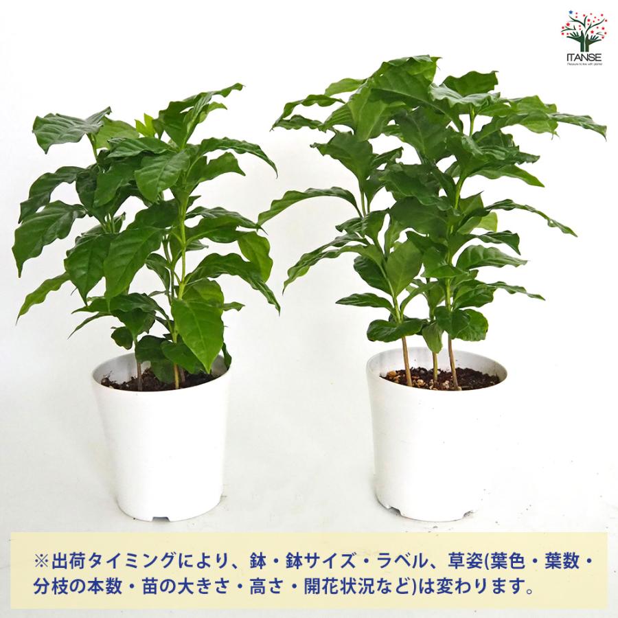 コーヒーの木 観葉植物 4号/お買い得2個セット 果樹の苗 果樹の苗木