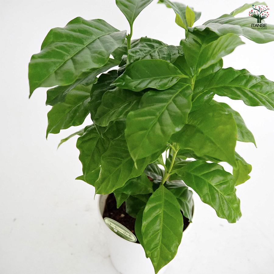 コーヒーの木 観葉植物 4号/お買い得2個セット 果樹の苗 果樹の苗木