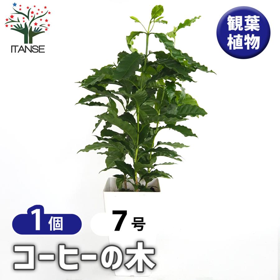 コーヒーの木 観葉植物 7号/1個売り 果樹の苗 果樹の苗木 コーヒー