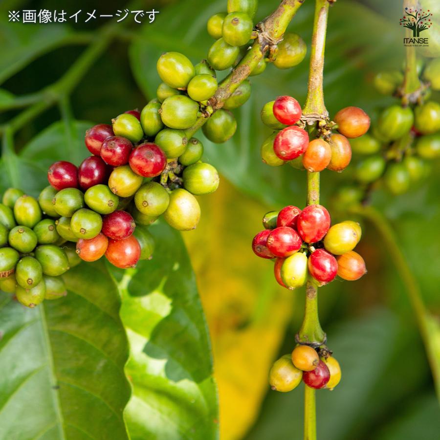 コーヒーの木 観葉植物 7号/1個売り 果樹の苗 果樹の苗木 コーヒー