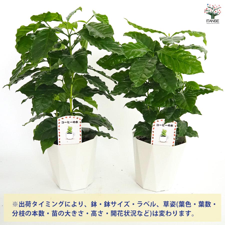 コーヒーの木 アラビカ種 観葉植物 5号/1個売り 果樹の苗 果樹の苗木
