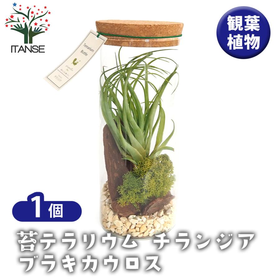 苔テラリウム チランジア ブラキカウロス 観葉植物 /1個売り おしゃれ オシャレ 可愛い 鑑賞 観賞 コンテナガーデン インテリア