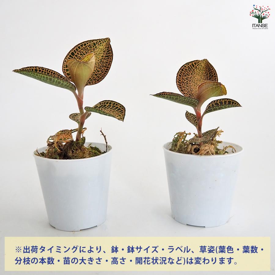 アネクトキルス ロクスバーギー ゴールドベイン 観葉植物 2号/1個売り