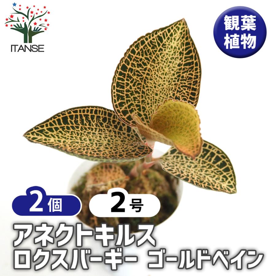 アネクトキルス ロクスバーギー ゴールドベイン 観葉植物 2号/お買い得