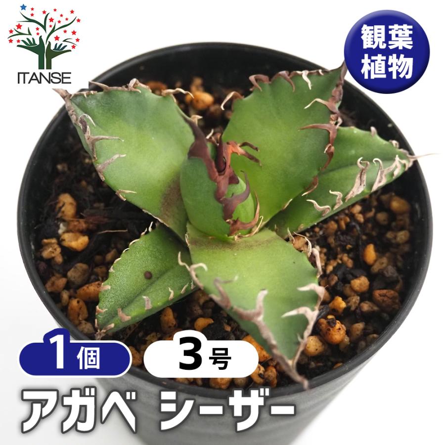 アガベ シーザー 観葉植物 3号/1個売り リビング オフィス 事務所