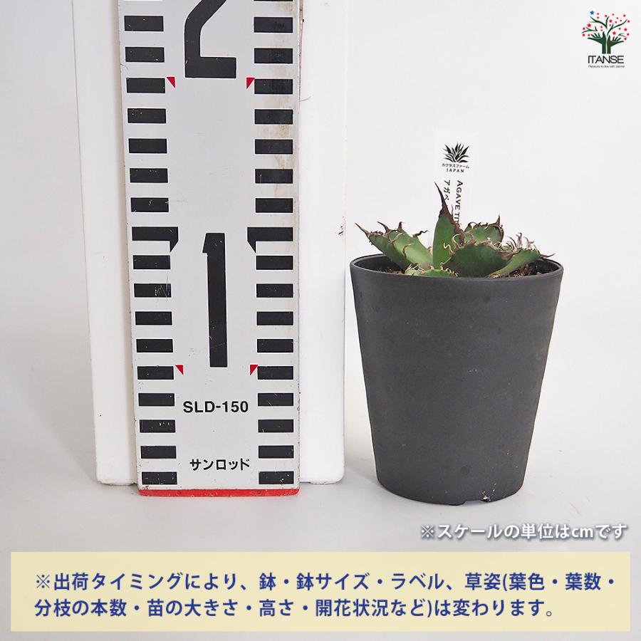 アガベ シーザー 観葉植物 3号/お買い得4個セット リビング オフィス