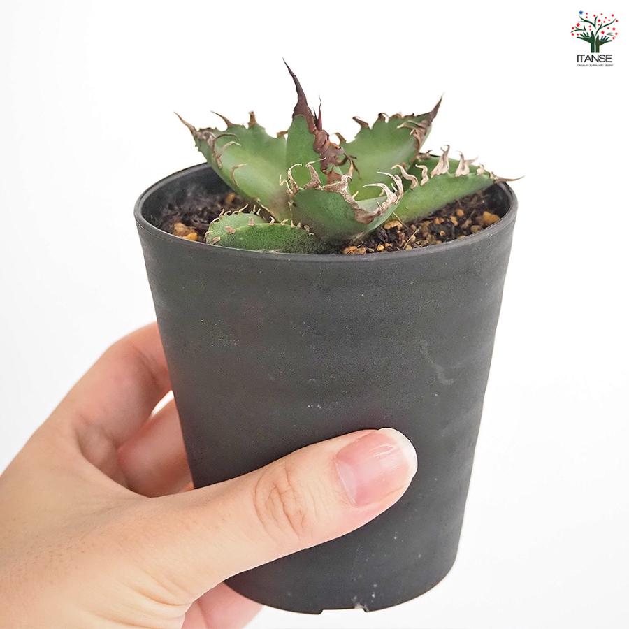 アガベ シーザー 観葉植物 3号/お買い得4個セット リビング オフィス