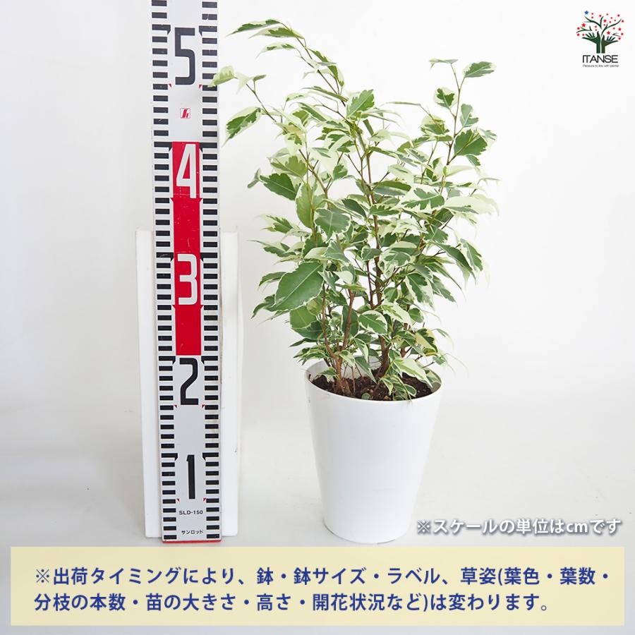 ベンジャミン・スターライト　リビングサイズ‼️　高さ１１０cm フィカス ベンジャミン スターライト 観葉植物 5号/1個売り リビング